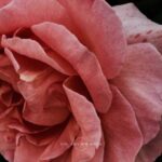 Emerge: 2026 Astrology Workshop