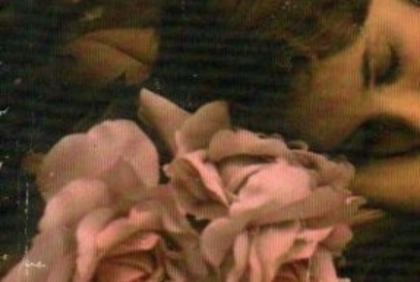 Full Moon Lunar Eclipse in Virgo March 2026: Astrology & Horoscopes